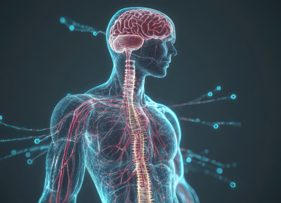 part of the body brain system